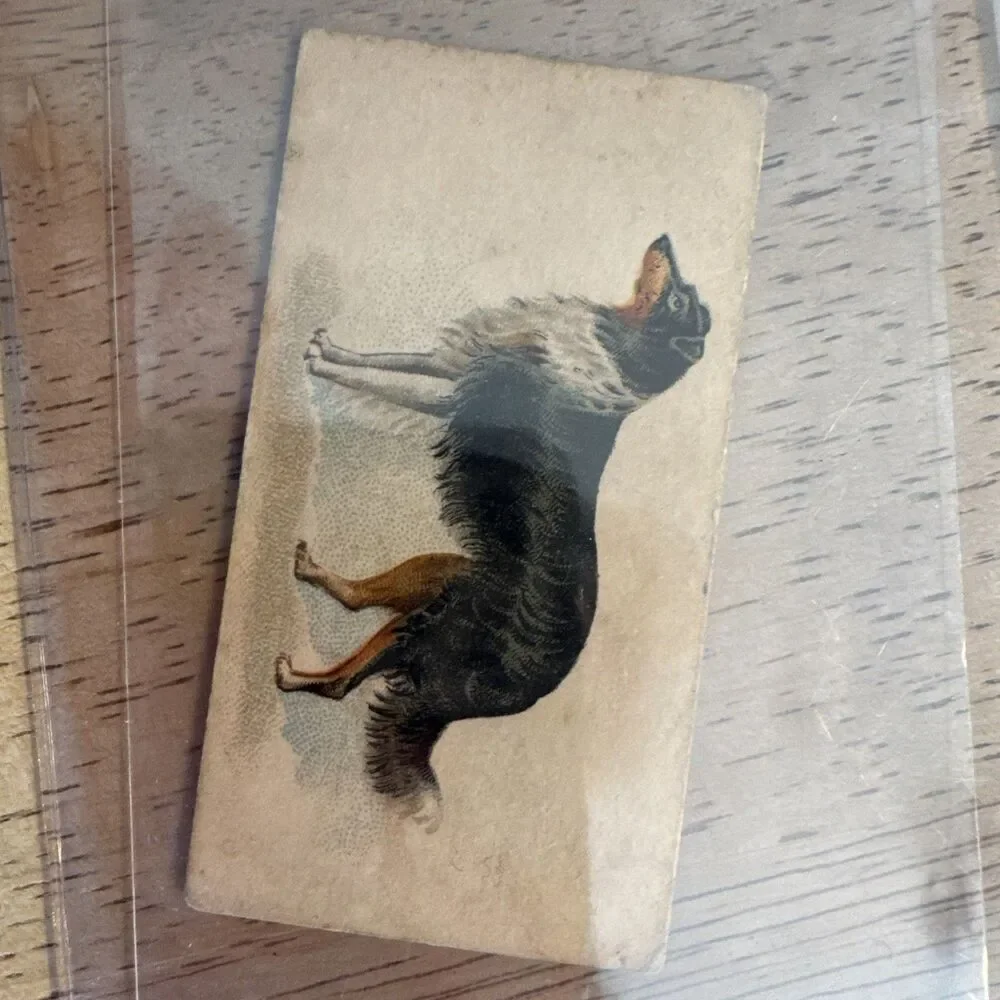 N163 Goodwin Dogs of the World - Old Judge Tobacco Card - Sheep Dog or Collie